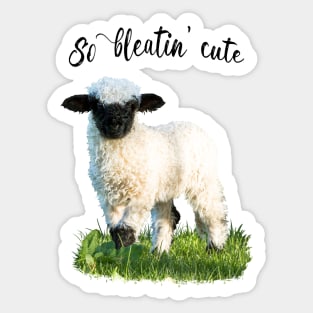 Valais Blacknose Lamb - So bleatin cute Sticker